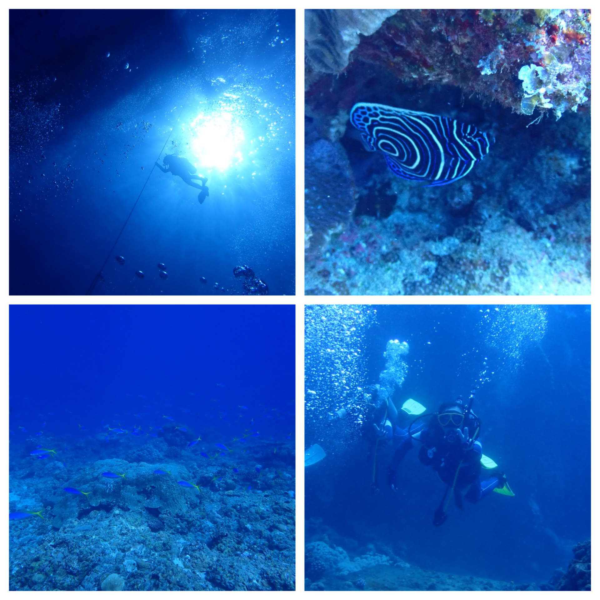 Blank 4 Grids Collage (33)